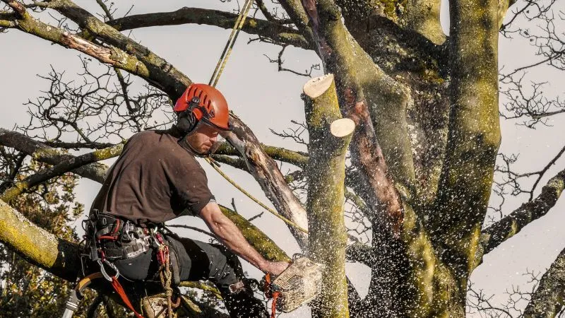 Crown clearing Danbury Tree Surgery